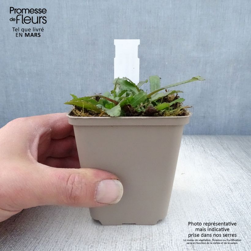 Leucanthemum superbum Luna - Shasta Daisy 8/9 cm pot sample as delivered in spring