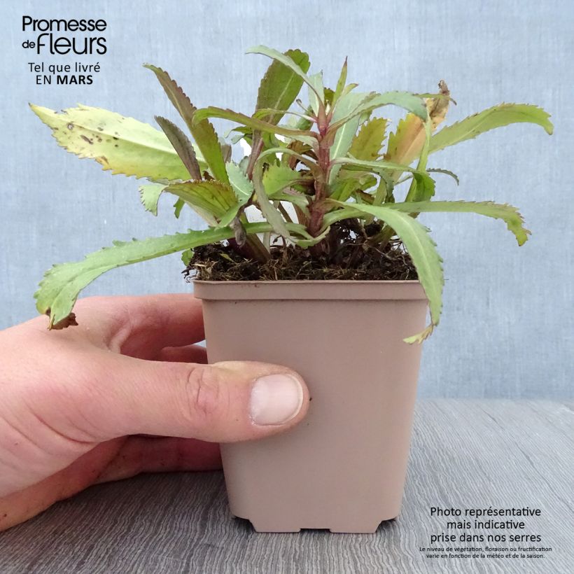 Leucanthemum superbum Old Court - Shasta Daisy 8/9 cm pot sample as delivered in spring