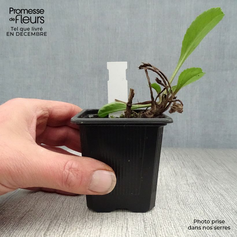 Leucanthemum superbum Wirral Supreme - Shasta Daisy 7/8 cm pot sample as delivered in winter