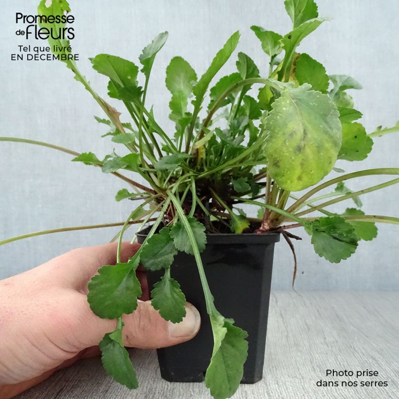 Leucanthemum vulgare Maikonigin 8/9 cm pot sample as delivered in winter