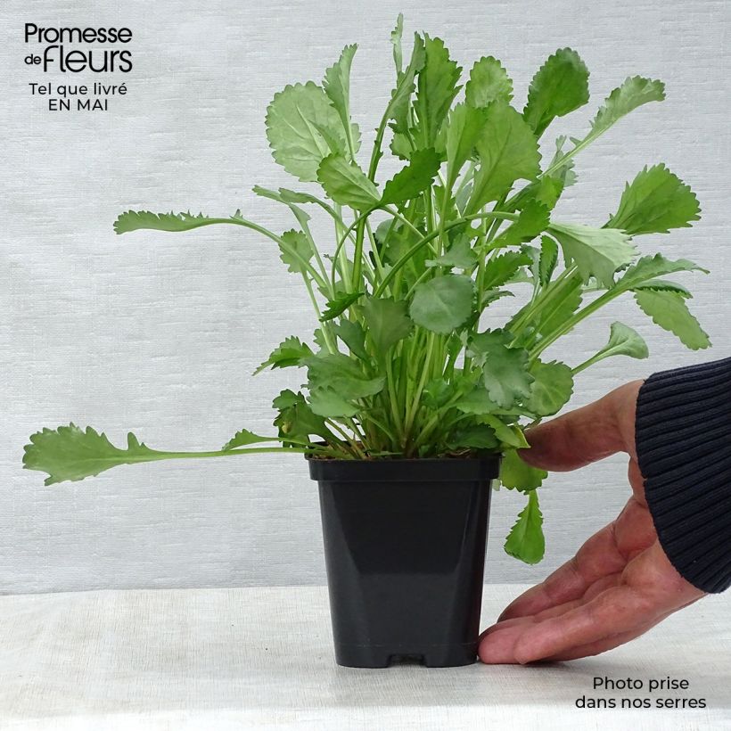 Leucanthemum vulgare 8/9 cm pot sample as delivered in spring