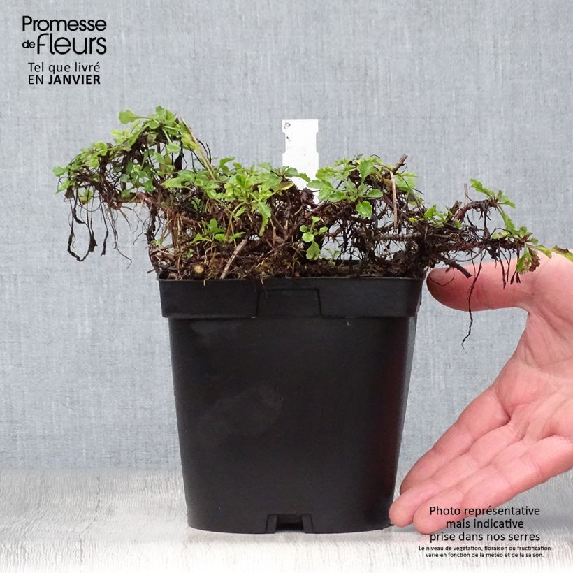 Leucanthemum vulgare 2L/3L pot sample as delivered in winter