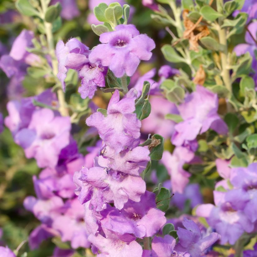 Leucophyllum langmaniae (Flowering)