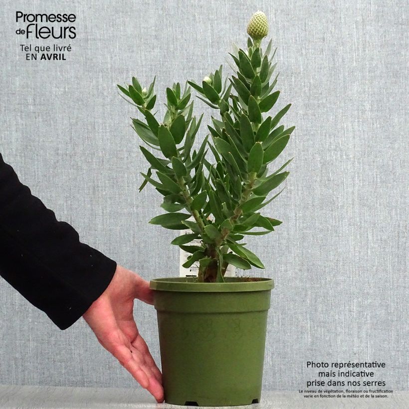 Leucospermum cordifolium Yellow Carnival 2L/3L pot sample as delivered in spring