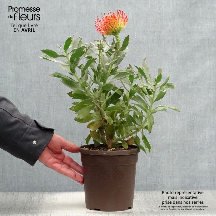 Leucospermum cordifolium Carnival Red 2L/3L pot sample as delivered in winter