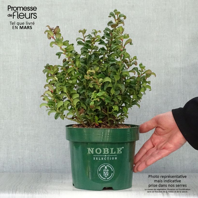 Leucothoe axillaris Twisting Red - Dog hobble 3L/4L pot sample as delivered in spring