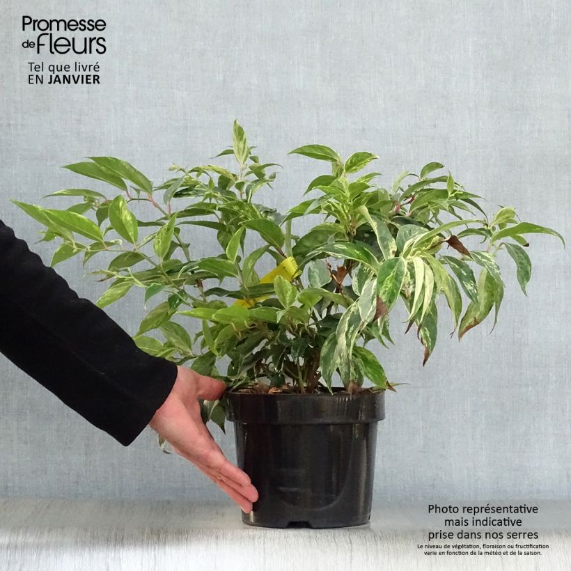 Leucothoe fontanesiana Rainbow 2L/3L pot sample as delivered in winter