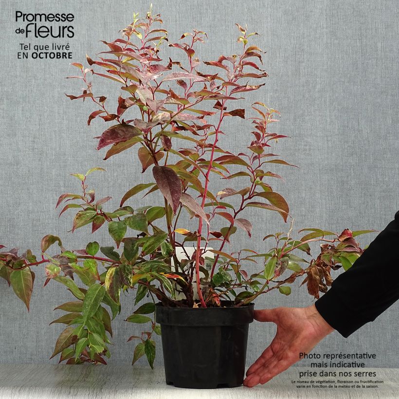 Leucothoe fontanesiana Rainbow 2L/3L pot sample as delivered in autumn