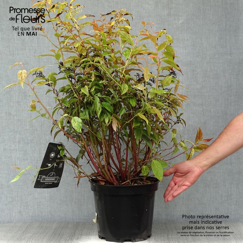 Leucothoe fontanesiana Rainbow 7.5L/10L pot sample as delivered in spring