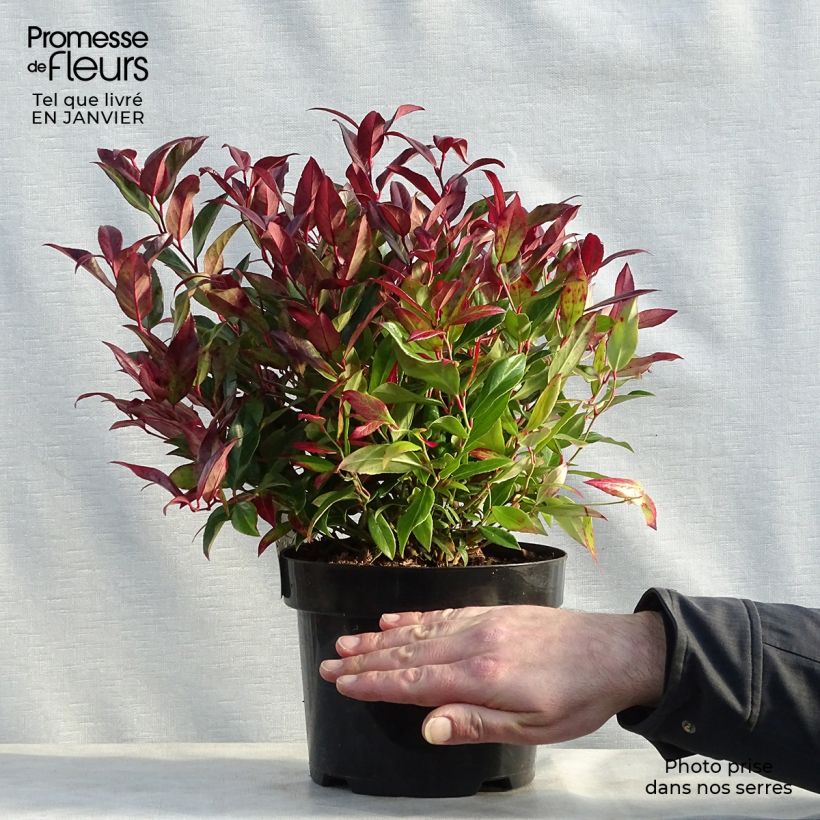 Leucothoe fontanesiana Scarletta 2L/3L pot sample as delivered in winter
