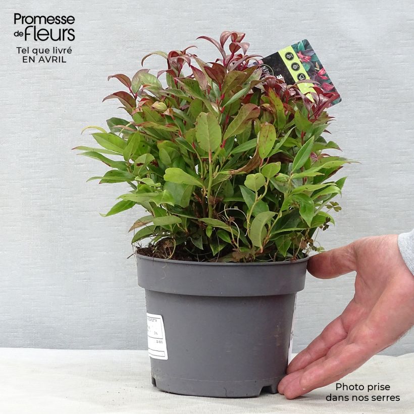 Leucothoe fontanesiana Scarletta 2L/3L pot sample as delivered in spring