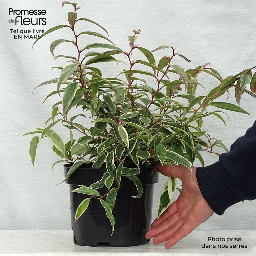 Leucothoe fontanesiana Whitewater 2L/3L pot sample as delivered in spring