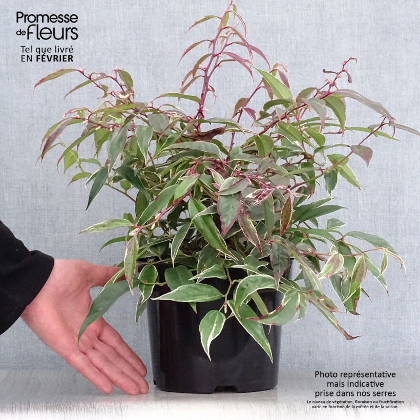 Leucothoe fontanesiana Whitewater 2L/3L pot sample as delivered in winter