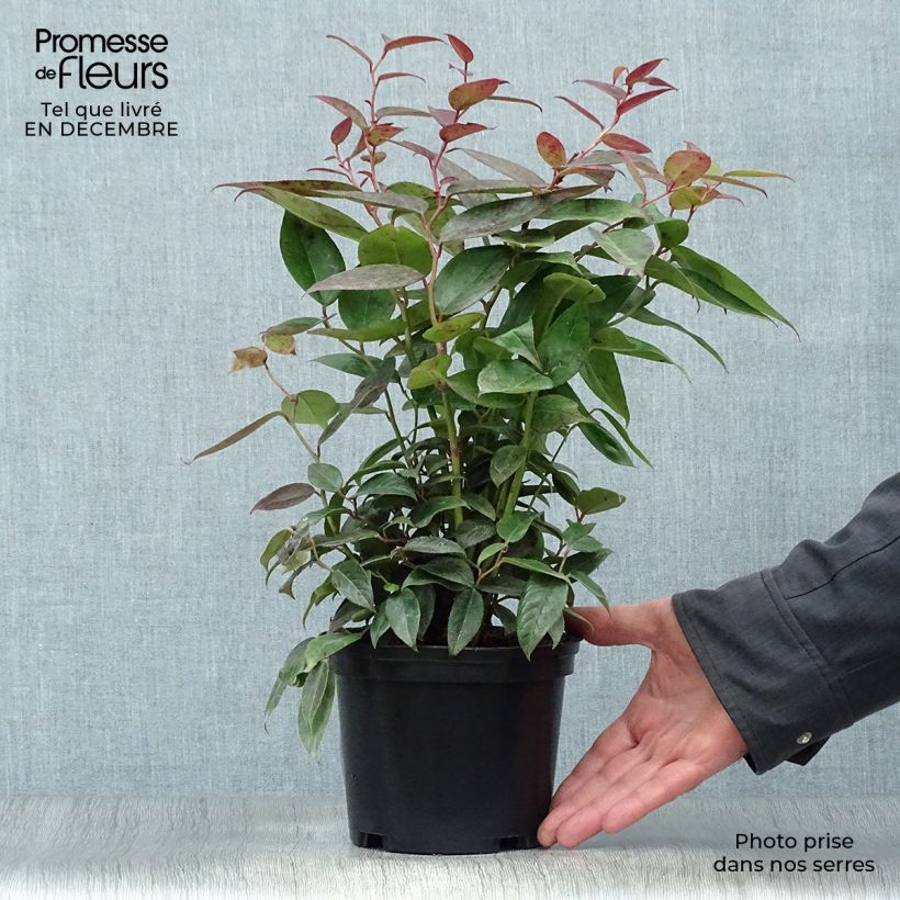 Leucothoe fontanesiana Zebonard 2L/3L pot sample as delivered in winter