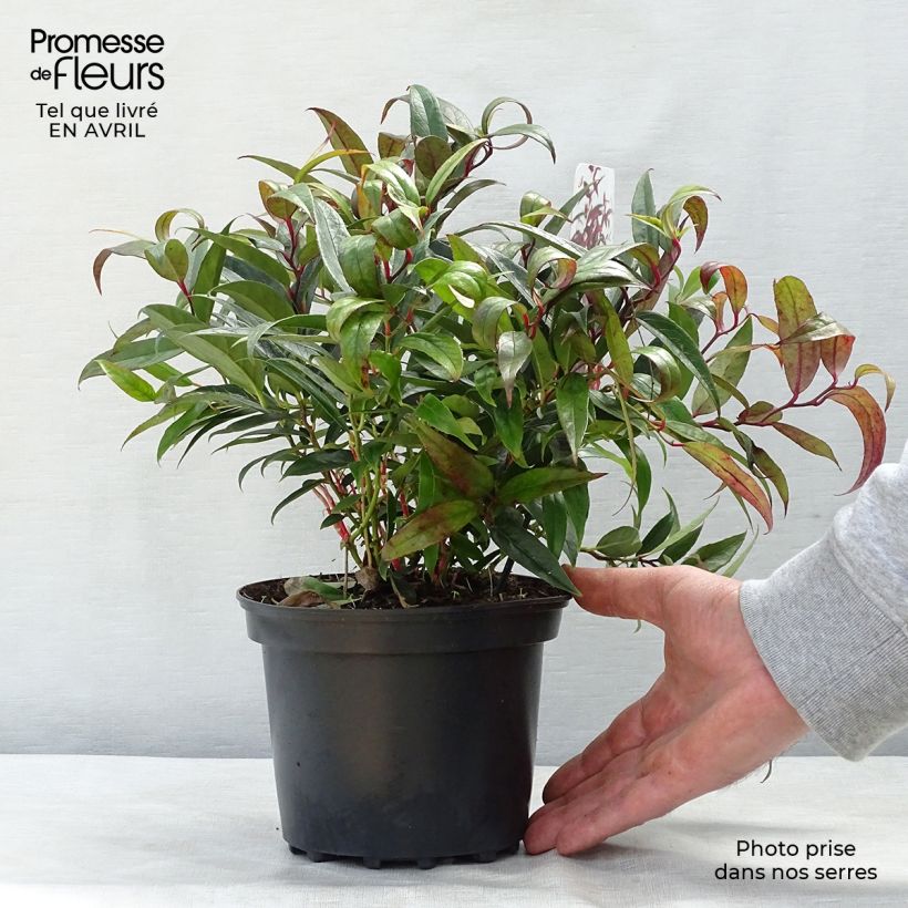 Leucothoe keiskei Burning Love 2L/3L pot sample as delivered in spring