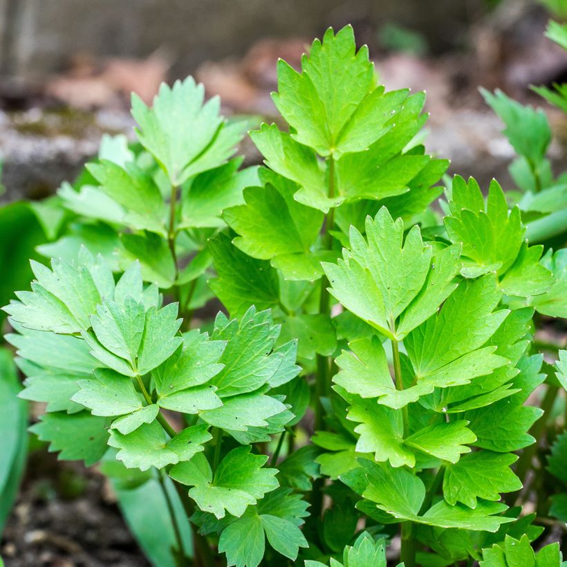 Lovage - Levisticum officinalis (Foliage)