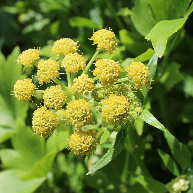 Lovage - Levisticum officinalis (Flowering)