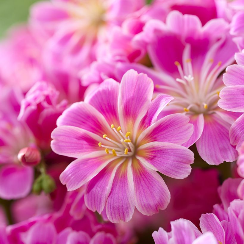 Lewisia cotyledon Safira Tropic Pink - Siskiyou Lewisia (Flowering)