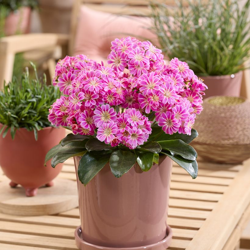Lewisia cotyledon Safira Tropic Pink - Siskiyou Lewisia (Plant habit)