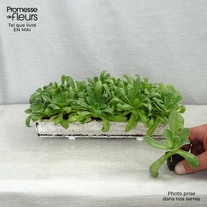 Lewisia cotyledon Elise Mix Plug plant 1.5/2.5 cm sample as delivered in spring