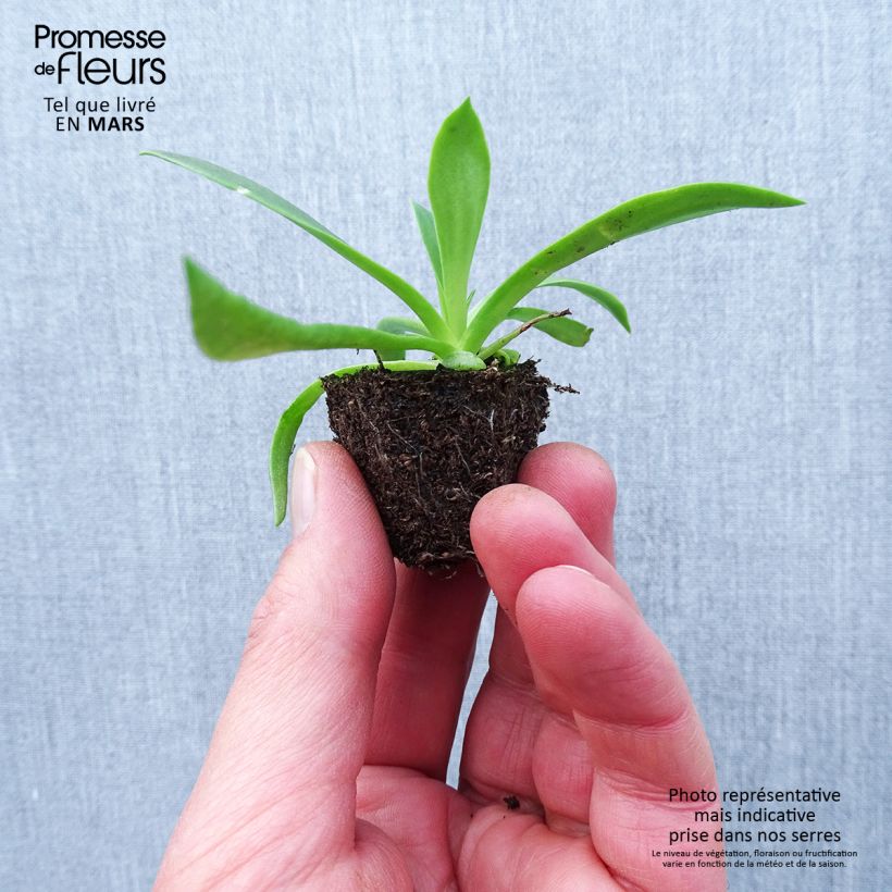 Lewisia cotyledon Elise Mix Plug plants 3.8 x 3.2cm - Tray of 16 sample as delivered in spring