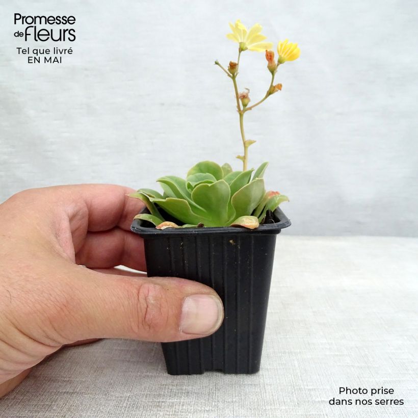 Lewisia cotyledon Mix 7/8 cm pot sample as delivered in spring