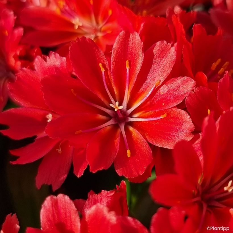 Lewisia cotyledon Sunset Glow® - Lewisia Marianne, Siskiyou Lewisia (Flowering)