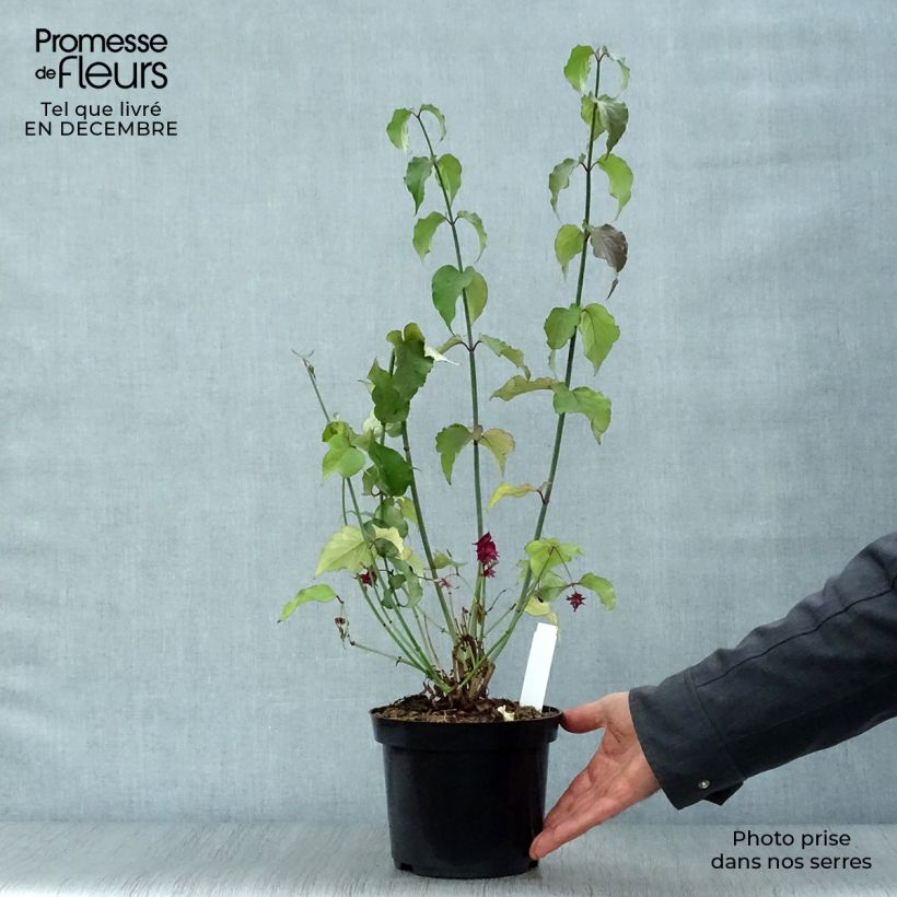 Leycesteria formosa Purple Rain 2L/3L pot sample as delivered in winter