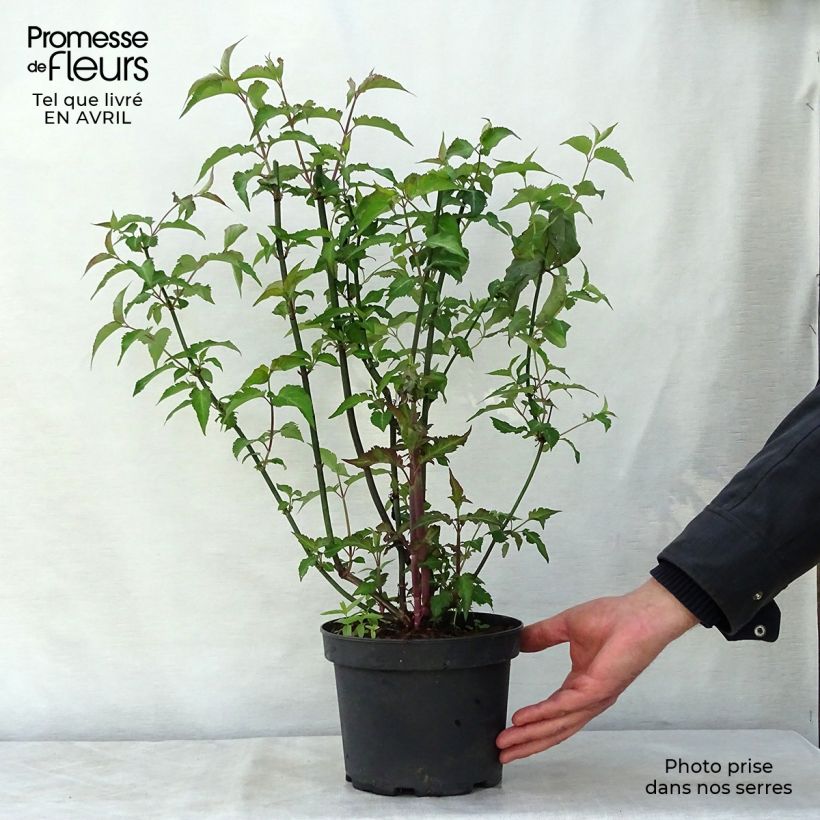 Leycesteria formosa Purple Rain 2L/3L pot sample as delivered in spring