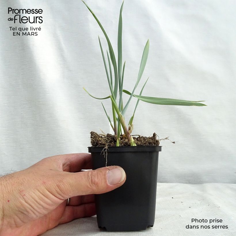 Leymus arenarius Blue Dune 8/9 cm pot sample as delivered in winter