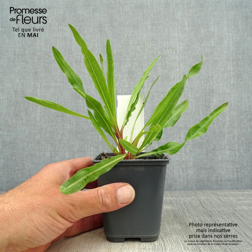 Liatris ligulistylis 8/9 cm pot sample as delivered in spring