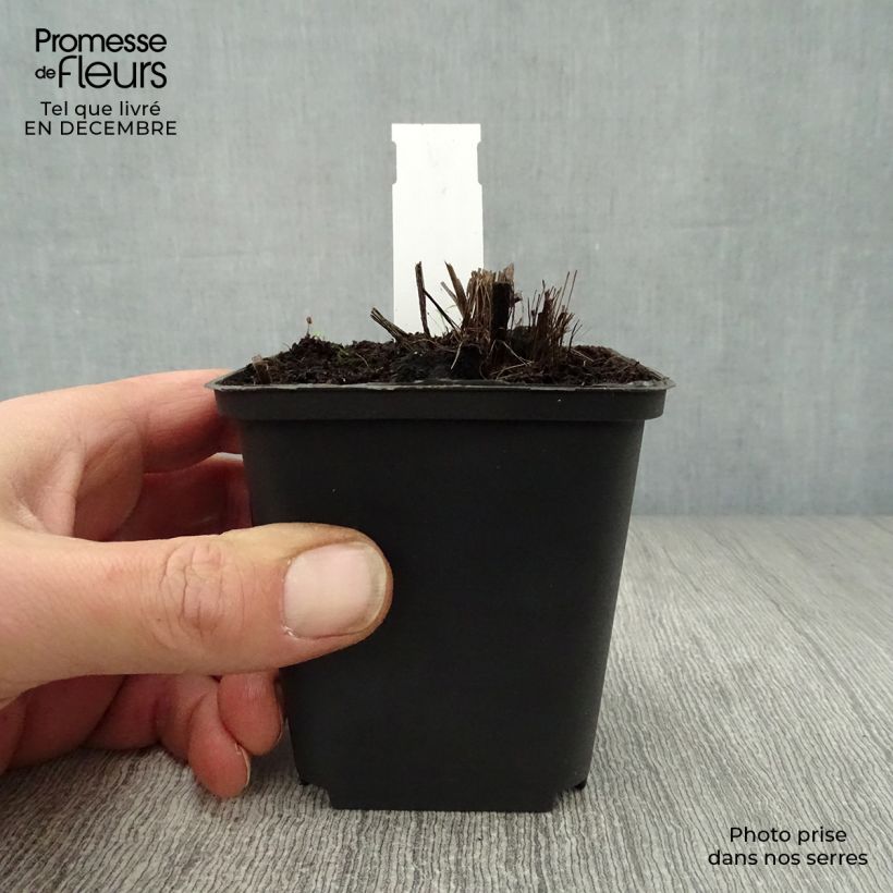 Liatris spicata Alba - Dense Blazing star 8/9 cm pot sample as delivered in winter