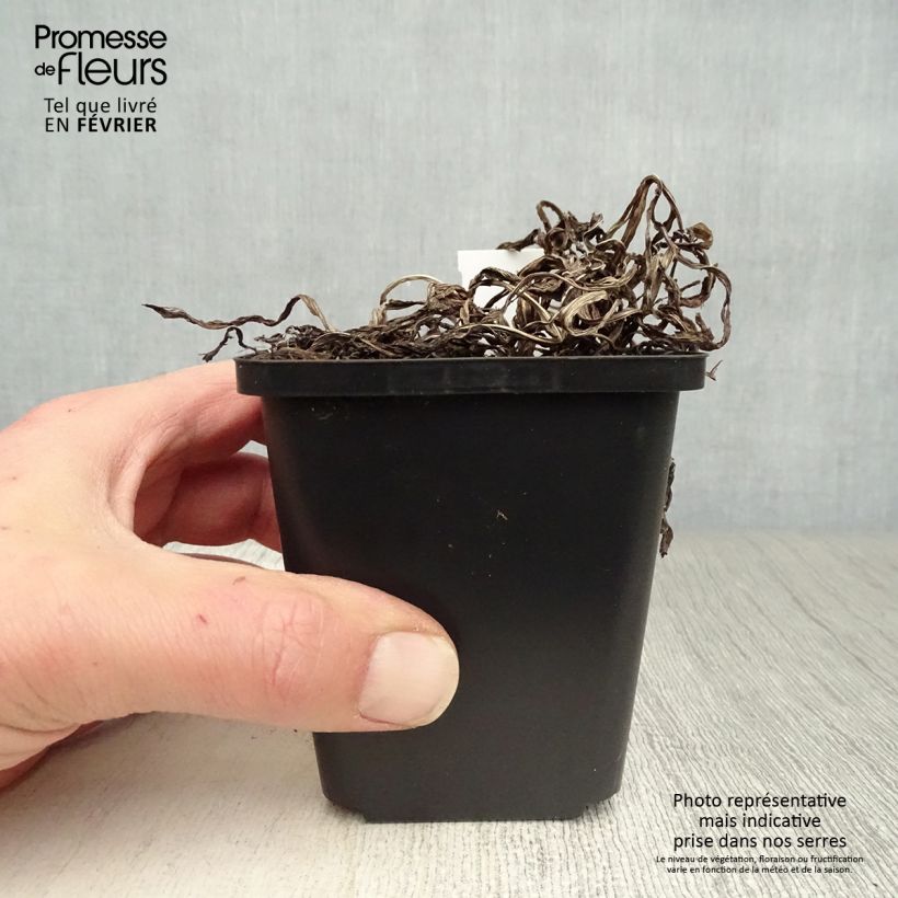 Liatris spicata 8/9 cm pot sample as delivered in winter