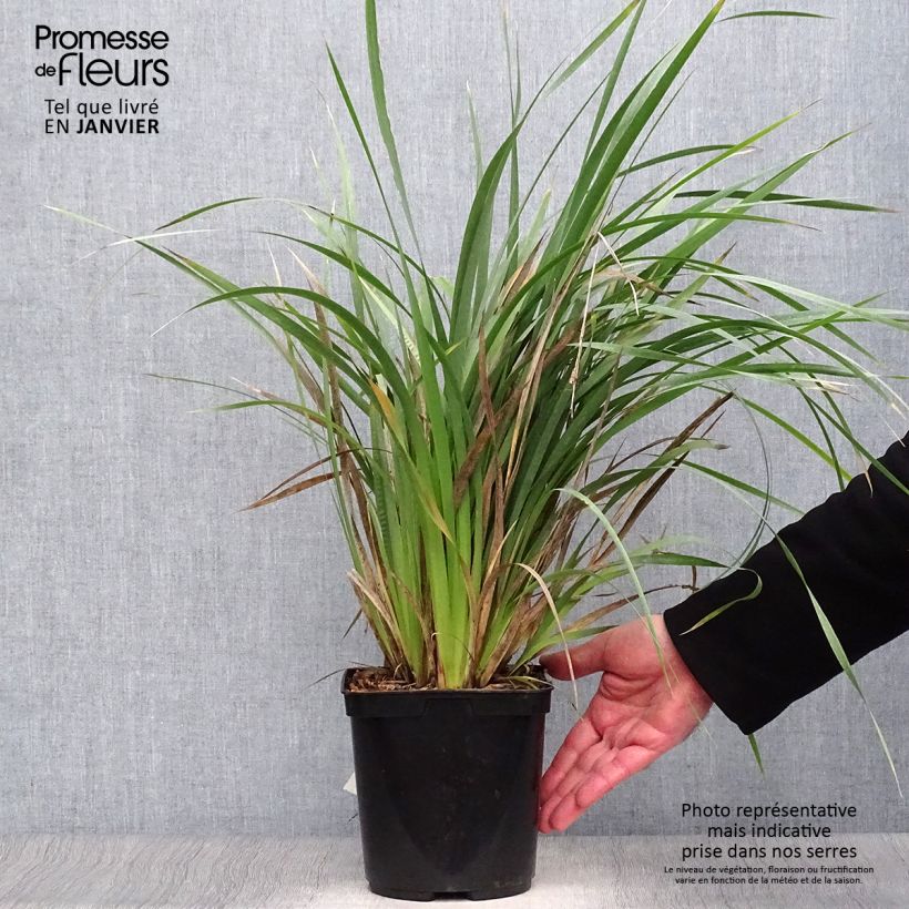 Libertia sessiliflora Caerulescens 2L/3L pot sample as delivered in winter