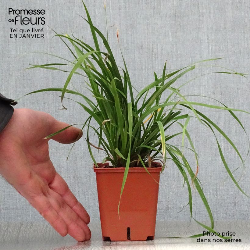 Libertia grandiflora 8/9 cm pot sample as delivered in winter