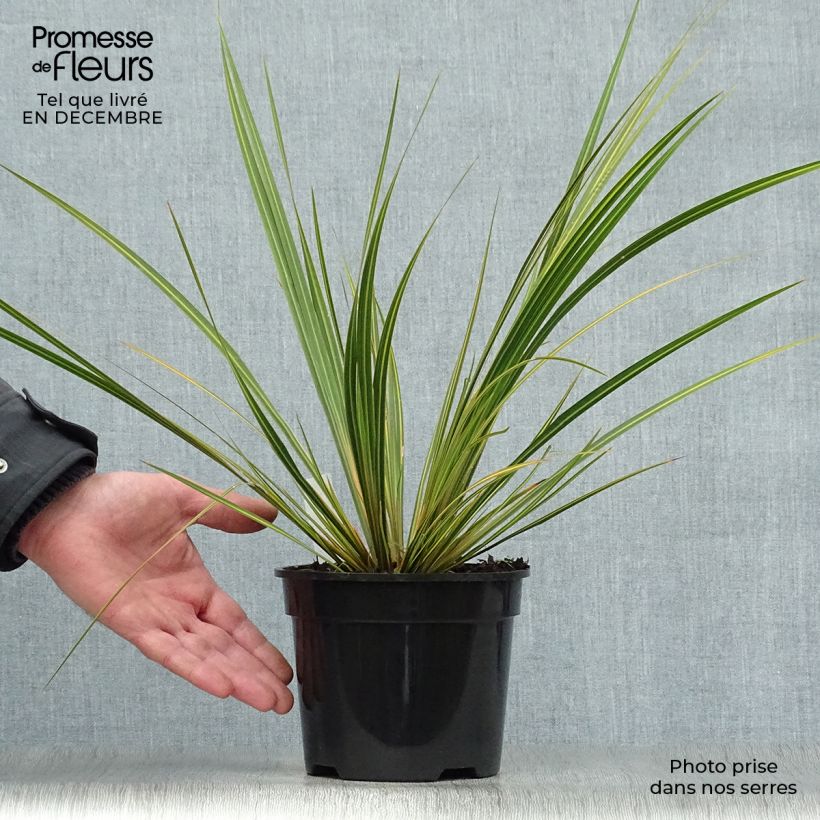 Libertia ixioides Goldfinger 2L/3L pot sample as delivered in winter