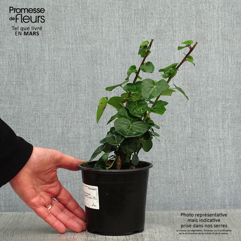 Hedera helix Arbori Compact - Common Ivy 2L/3L pot sample as delivered in winter