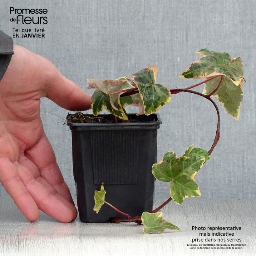 Hedera helix Goldchild - Common Ivy 8/9 cm pot sample as delivered in winter