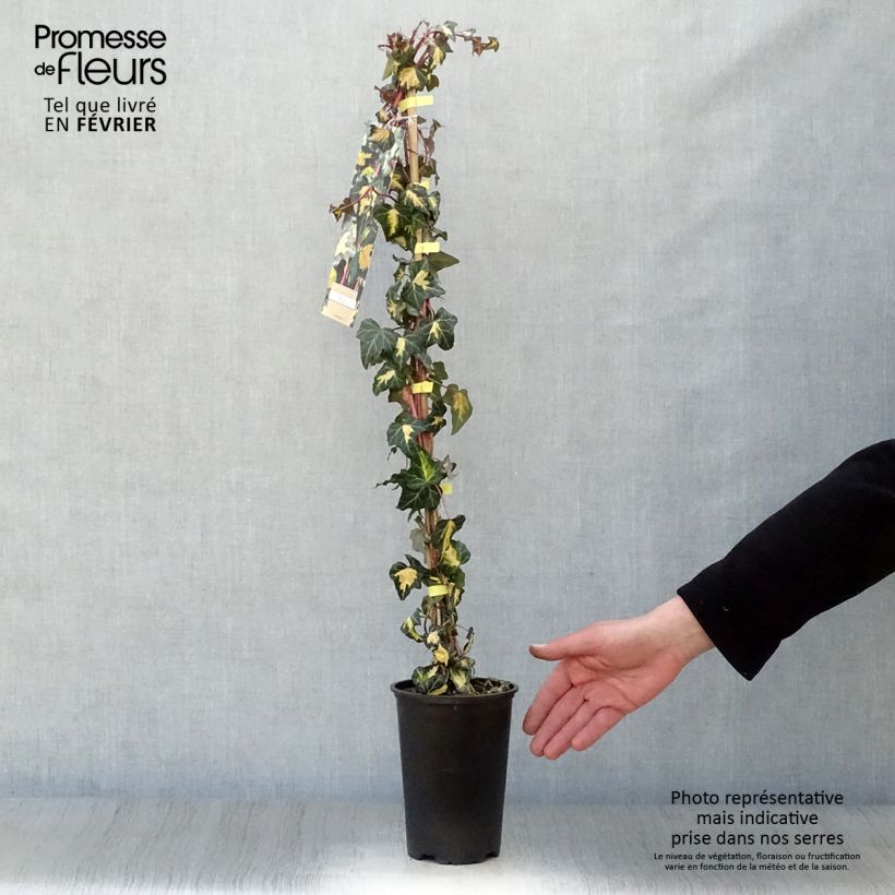 Hedera helix Goldheart - Common Ivy 1.5L/2L pot sample as delivered in winter