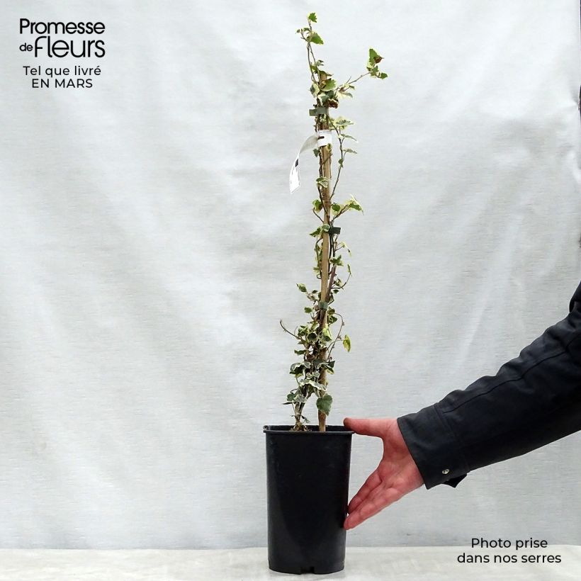 Hedera helix Marginata Elegantissima - Common Ivy 2L/3L pot sample as delivered in spring