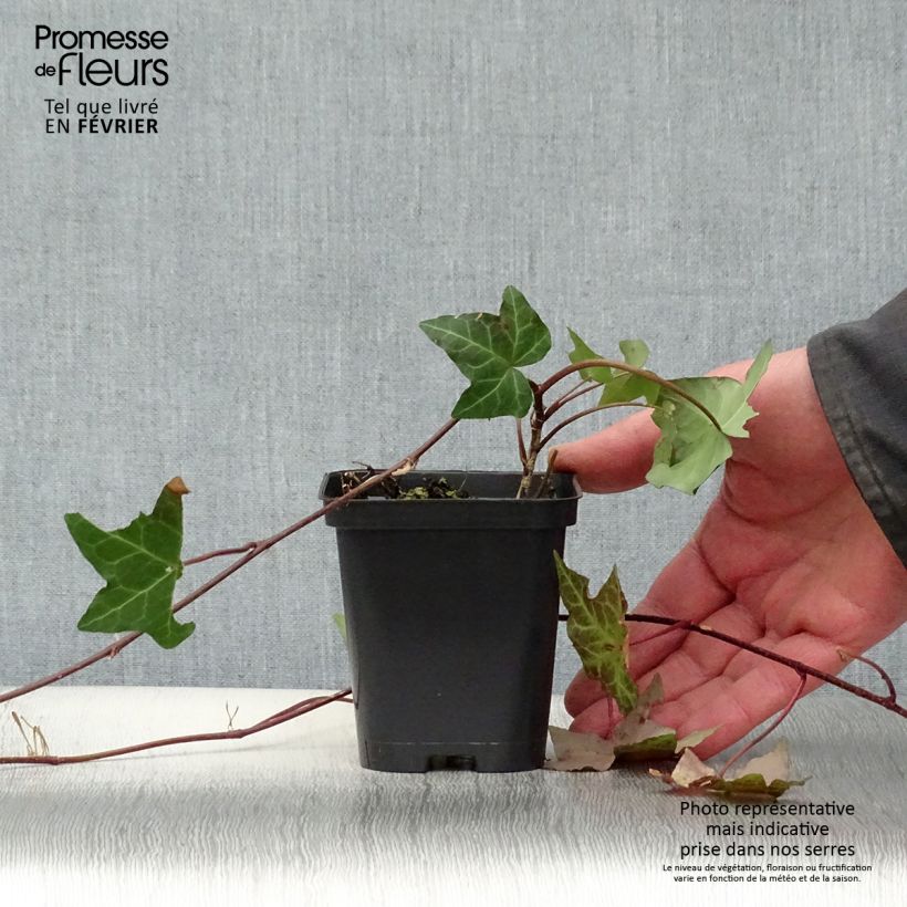 Hedera helix - Common Ivy 8/9 cm pot sample as delivered in winter