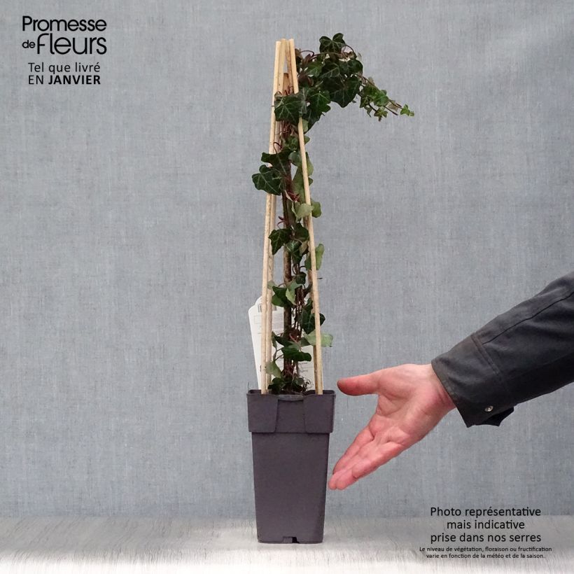 Hedera helix - Common Ivy 1L/1.5L pot sample as delivered in winter