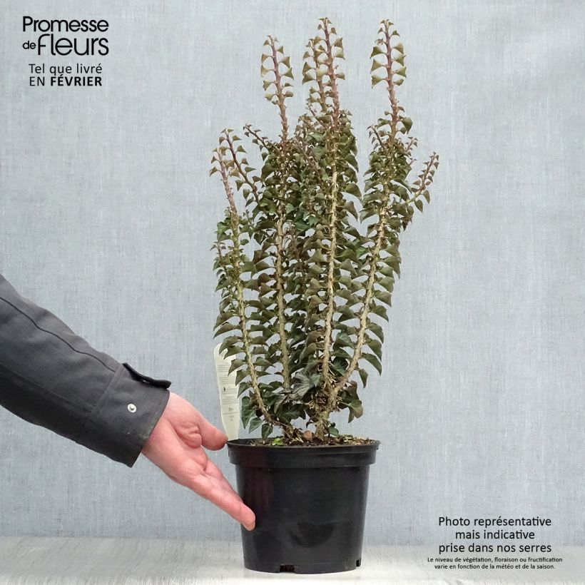 Hedera helix Erecta - Common Ivy 2L/3L pot sample as delivered in winter