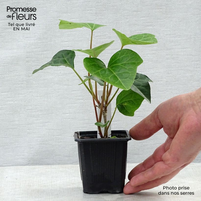Hedera algeriensis Algerian Bellecour 7/8 cm pot sample as delivered in spring