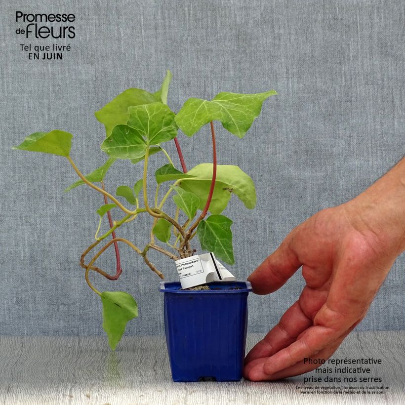 Hedera algeriensis Algerian Bellecour 7/8 cm pot sample as delivered in summer