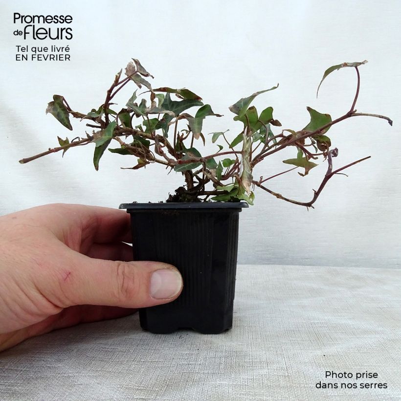Hedera helix Sagittifolia - Common Ivy 8/9 cm pot sample as delivered in winter
