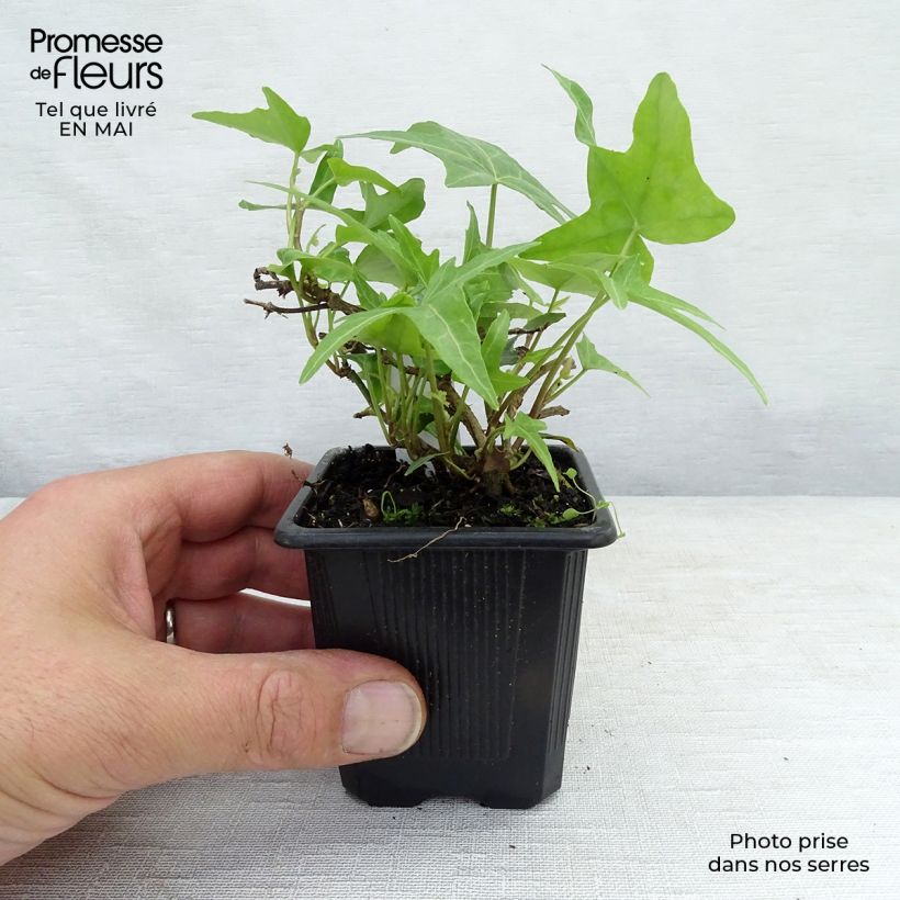Hedera helix Sagittifolia - Common Ivy 8/9 cm pot sample as delivered in spring