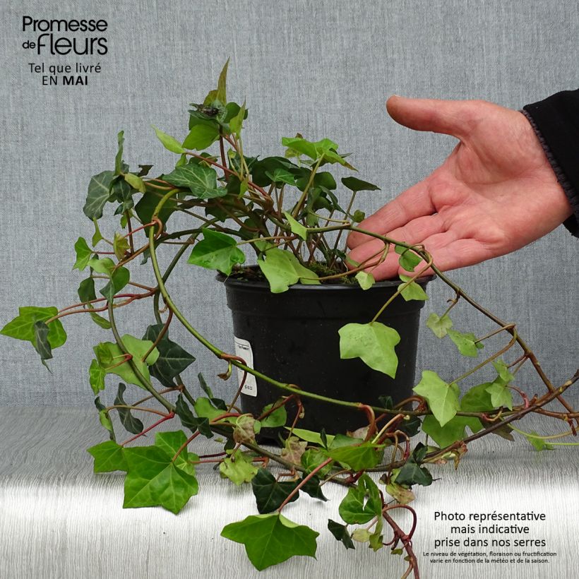 Hedera hibernica - Irish ivy 2L/3L pot sample as delivered in spring