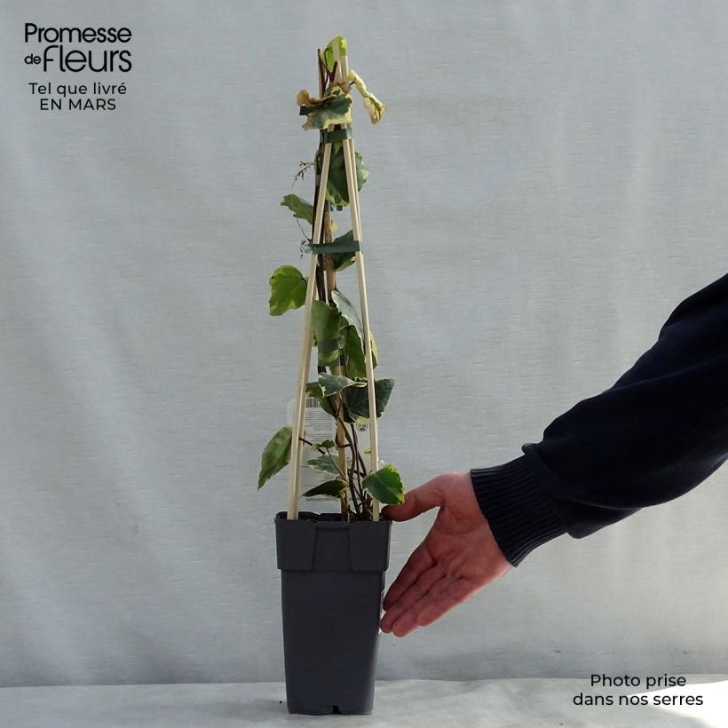 Hedera colchica Dentata Variegata - Persian Ivy 1L/1.5L pot sample as delivered in spring