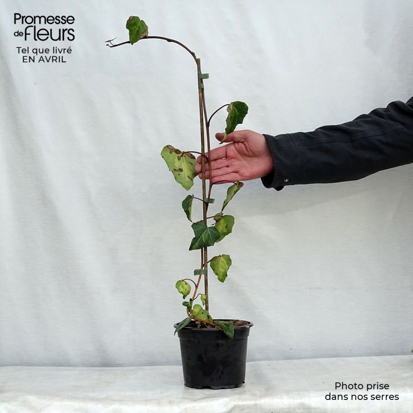 Hedera colchica 'Sulphur Heart' 1.5L/2L pot sample as delivered in spring